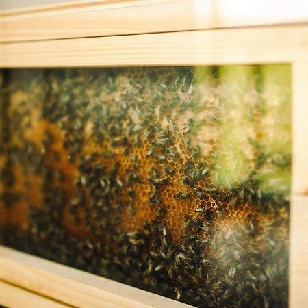 Hotel Vcelin Mueslivna Jablonné v Podještědí Zewnętrze zdjęcie